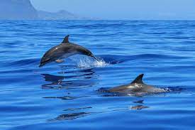 Дельфин: млекопитающее, которому свойственны многие человеческие эмоции и  чувства. Интересные факты | Завораживающее многообразие животных | Дзен