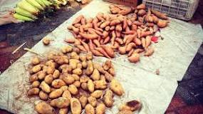 Image result for how did sweet potatoes end up in china course hero