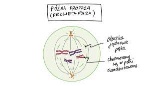 Fazy mitozy (artykuł) | Cell cycle | Khan Academy