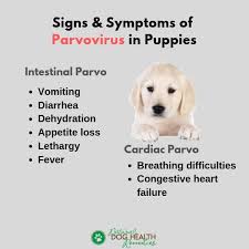 Parvo in dogs and puppies whether you are breeding dogs or rescuing them, parvovirus is a hot topic because of the virus's impact on our puppies' health. Parvo In Puppies Symptoms Treatment Prevention