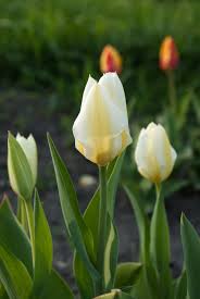 Garden Solutions Perennial Tulips