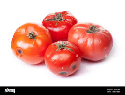 Tomate estropeado sobre fondo blanco, hongo con moho sobre vegetales aislados Fotografía de stock - Alamy