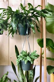 The small, pale yellow or white flowers will add even more beauty to your indoor or outdoor space. 5 Best Indoor Hanging Plants To Add To Your Home Hypebae