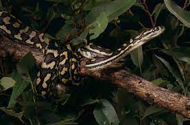 carpet snake or carpet python