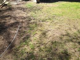 One blog reader, andrew, wanted to get a handle on how to properly prep his lawn for reseeding. Dormant Seeding Umn Extension