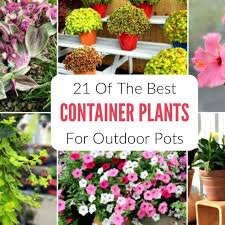 21 Best Container Plants For Pots