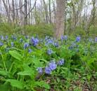 Hike in the Bluebells and Auburn Trail | Springwater Trails