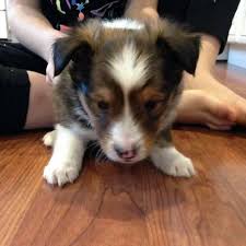 The american kennel club requires that registered breeds be black, blue merle, and sable, ranging from golden. Dark Sable Male Sheltie Puppy For Sale In Rochester Minnesota Puppies For Sale Near Me