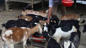 Start Black Bengal Goat Farming The Easiest Way Farming