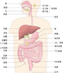 食道・胃・小腸・胆嚢・膵臓の仕組み｜食べる（3） | 看護roo![カンゴルー]