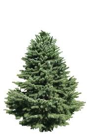 But there are countless other plants that have become cherished symbols of the holiday season. 15 Best Types Of Christmas Trees Top Christmas Tree Varieties