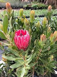 The porcupine appearance of this flower (3 to 5 inches in diameter) is deceptive; The Beautiful And Varied Blooms Of The Protea Family Flora Grubb Gardens