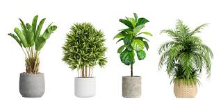 House Plant Images Browse 1 880 423
