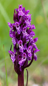 Dactylorhiza cruenta (Early Marsh Orchid) - The Alpine Flora of ...