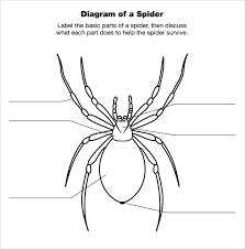 Spider Diagram Template 12 Download Free Documents In Pdf