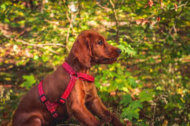 100 of the best red dog names