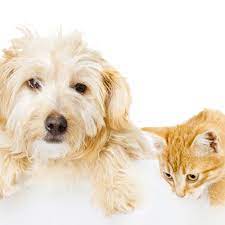 seattle pet stain pet odor removal