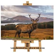 Scottish Highland Red Deer Stag Canvas