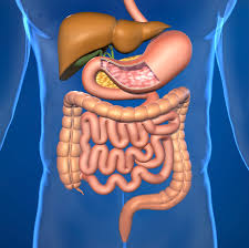 human digestive system therun