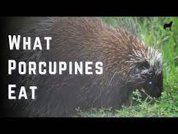 what do porcupines eat complete