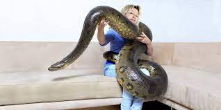 Le Plus Gros Serpent du Monde | Esprit Serpent