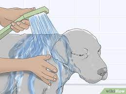 3 ways to treat giardia in dogs wikihow