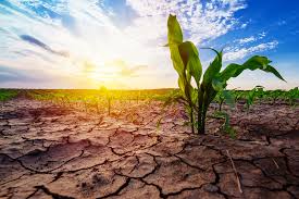 Image result for drought