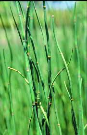 Some species need moisture and water while others are quite tolerant of drought. Horsetail Declared Pest Agriculture And Food