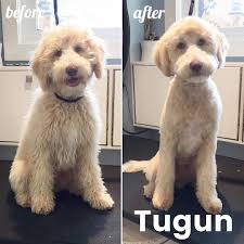 Doodle puppy cut / teddy bear cut other styles of doodle haircuts doodle hair grows out longer than the average dog. First Time Puppy Groom For Tugun The Minidoodle Cutepuppy Goodpuppy Puppygroom Puppy Grooming Labradoodle Grooming Cockapoo Grooming