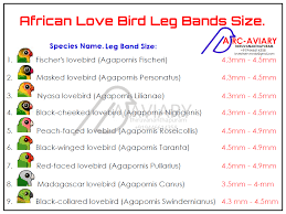 African Love Bird Leg Bands Size African Love Love Birds