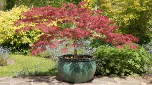 best trees to grow in pots top choices