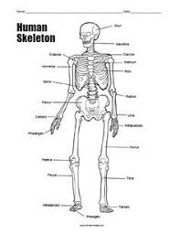 Free Printable Human Skeleton Worksheet Human Skeleton