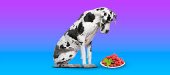 The answer, and possible toxic risks may surprise you. Can Dogs Eat Raspberries 3 Famous Recipes Included