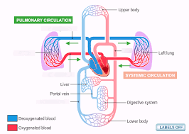 Circulatory System Types Of Blood Circulation Diagram
