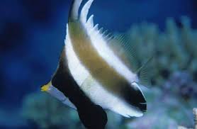 pennant bannerfish heniochus