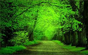 green forest road hd wallpapers