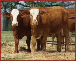 Crossbreeding angus, brahman and charolais. F1 Program Santa Elena Ranch Red Brahman Cattle In Texas
