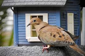 How To Keep Mourning Doves Away From