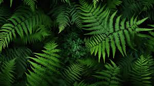 lush green fern forest hd wallpaper by