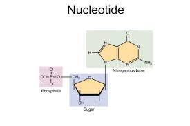 chemistry of nucleic acids flashcards