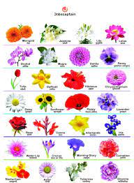 flowers name in hindi and english pdf