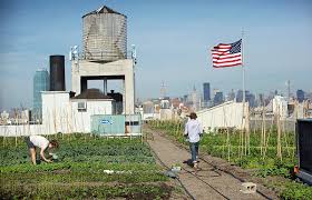 How Cutting Edge Rooftop Farmers Pay