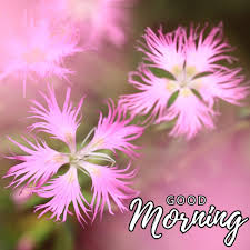 beautiful good morning flower images