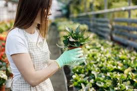 Woman Gardener In Apron Caring Potted