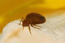 home remes to relieve bed bug bite