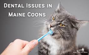maine dental issues causes
