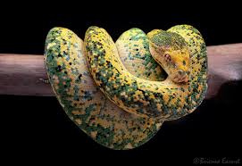 gtp hybrids aussie pythons snakes forum