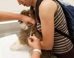 Vaccinations American Veterinary Medical Association