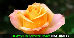 how to fertilize roses 10 natural ways