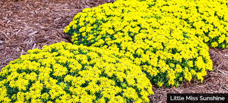 Zone 5 perennials can range from low growing plants to tall growing plants, those that produce colorful flowers. Gardening Tips For Zones 5 6 Breck S